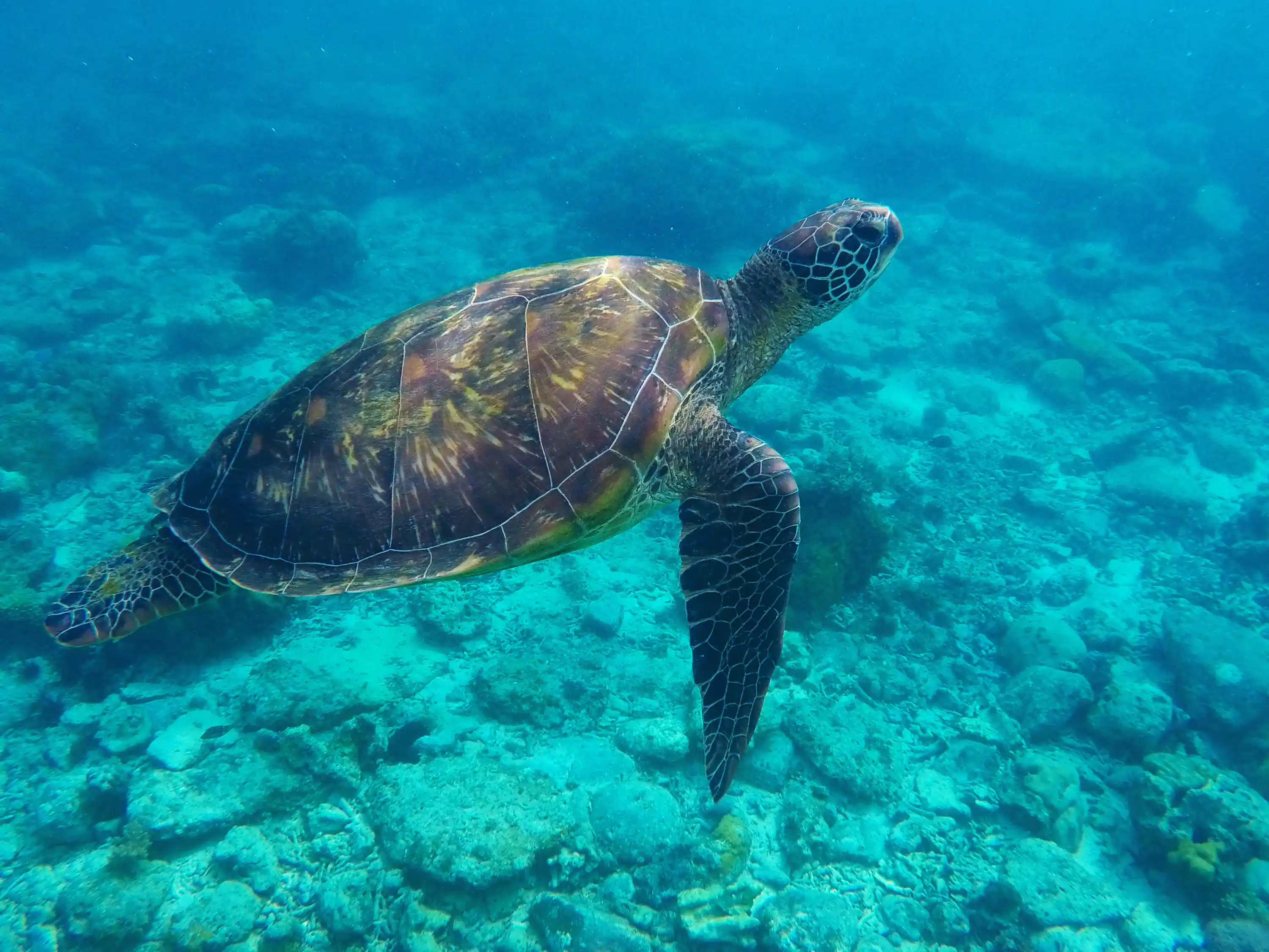 Apo Island Marine Reserve