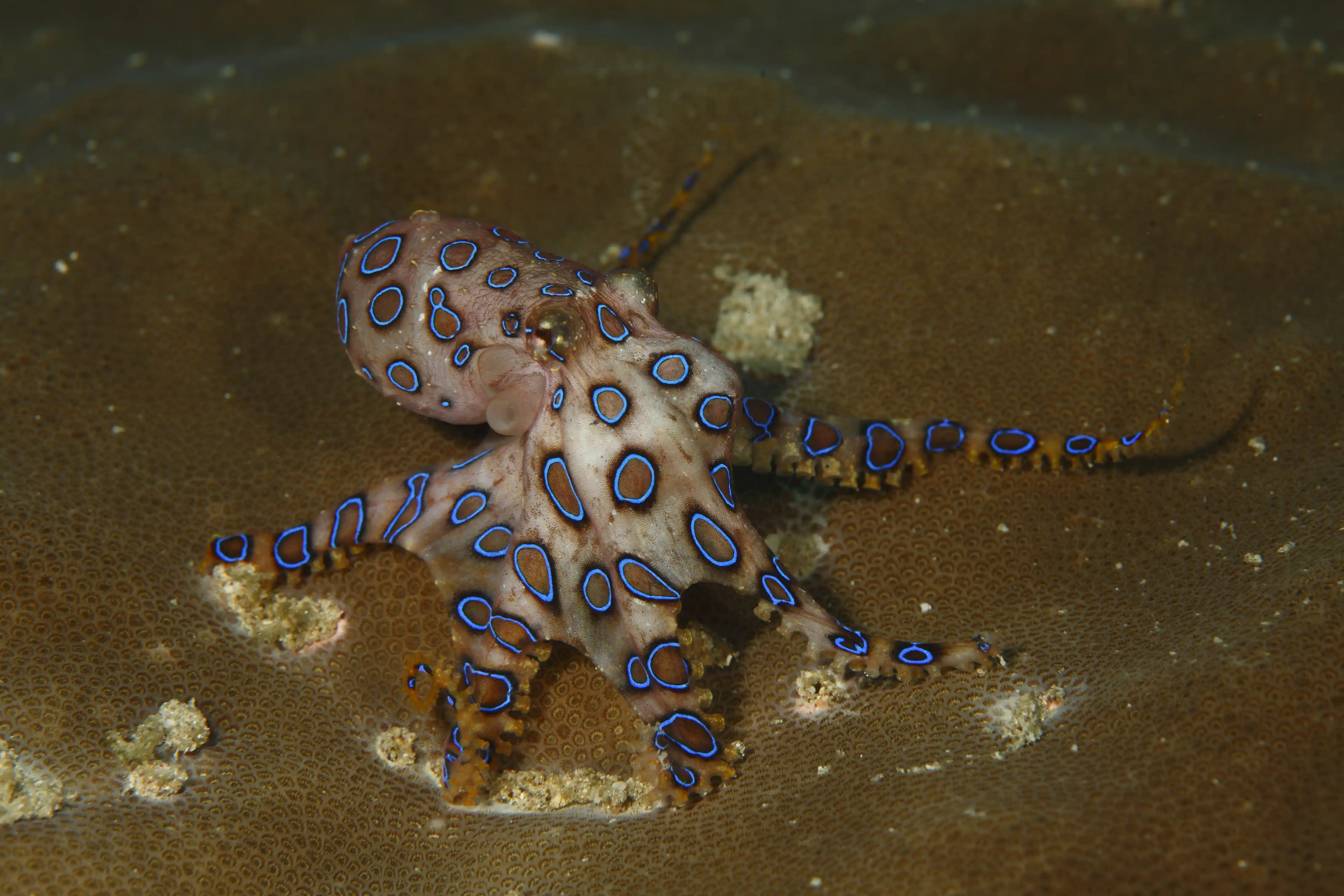 Blue-Ringed Octopus