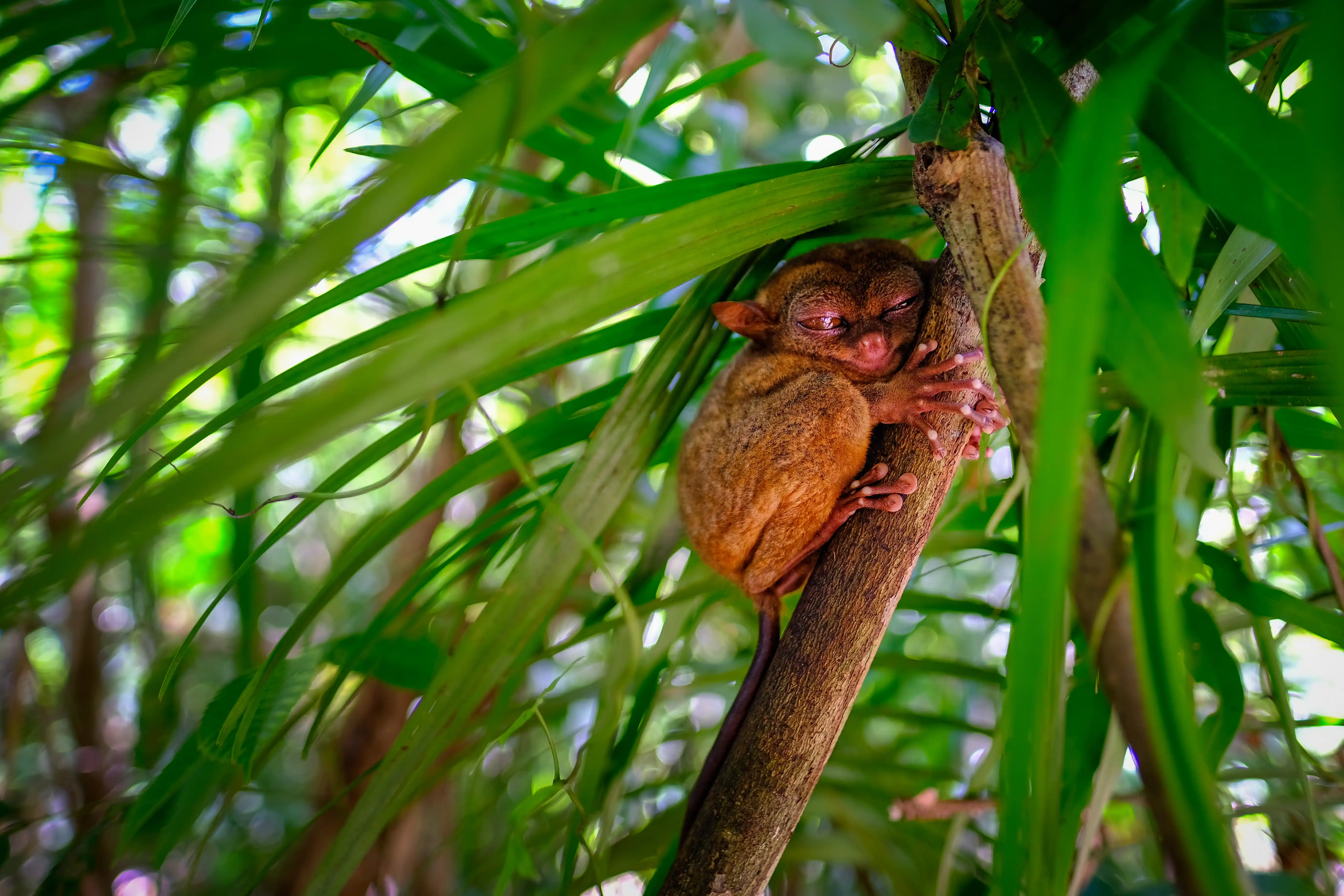 Bohol Tarsier Conservation Area