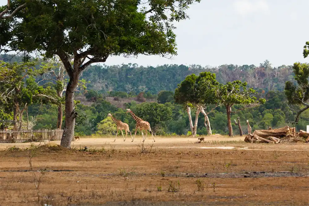 Calauit Wildlife Sanctuary