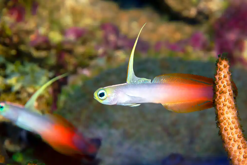 Elegant Firefish