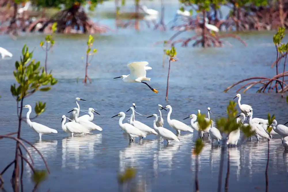 Enjoy Bird Watching at ZSCMST Bird Sanctuary
