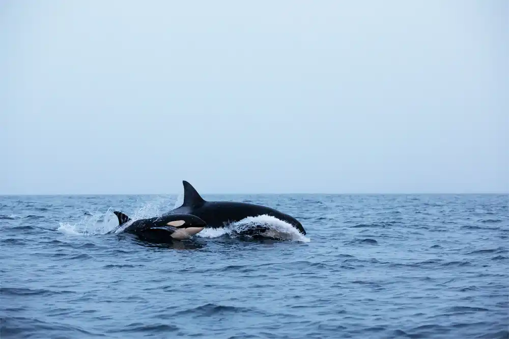 Enjoy Whale Watching