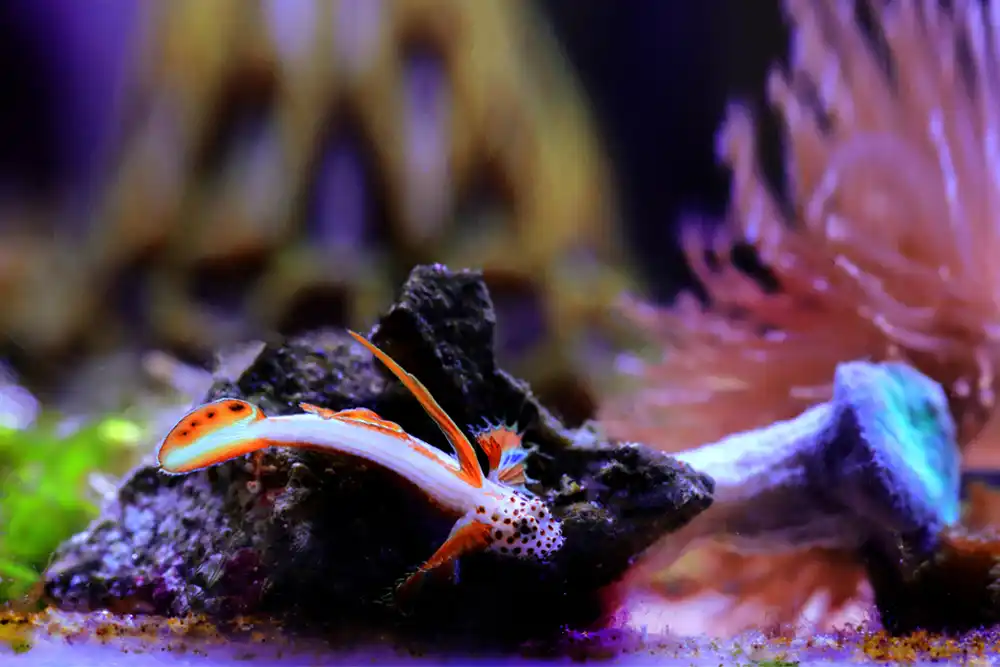 Flaming Prawn Goby