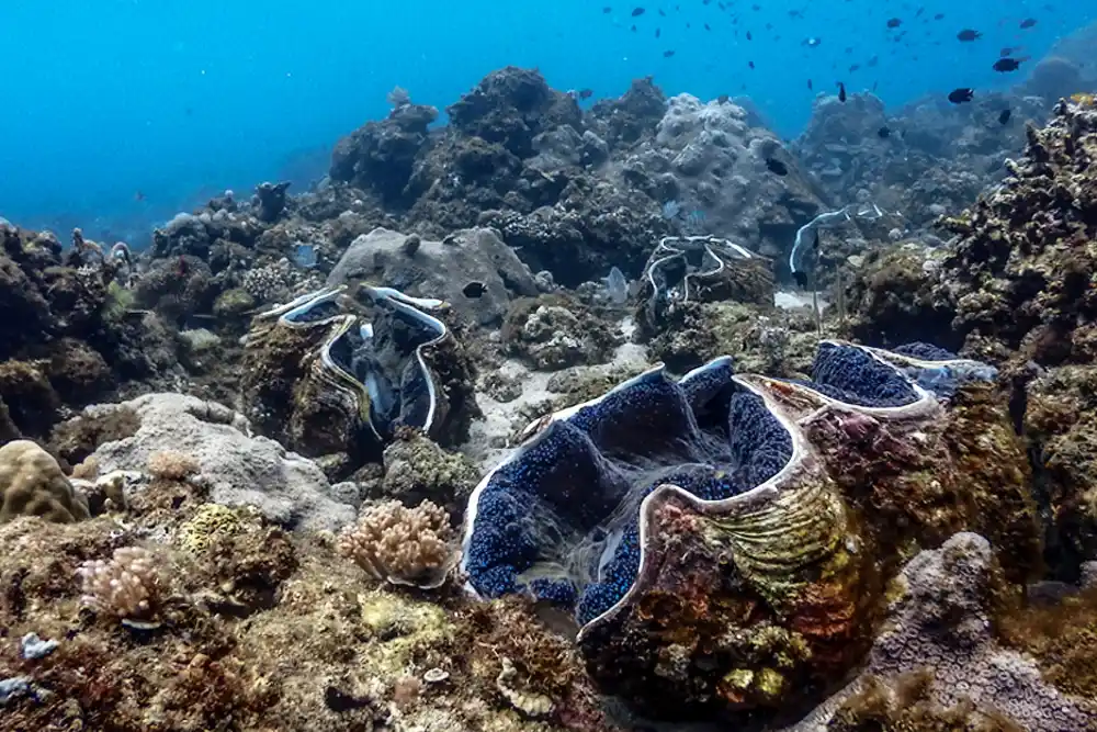 Giant Clam Sanctuary