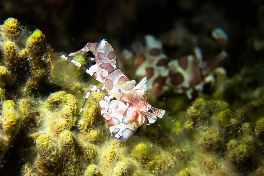 Harlequin Shrimp