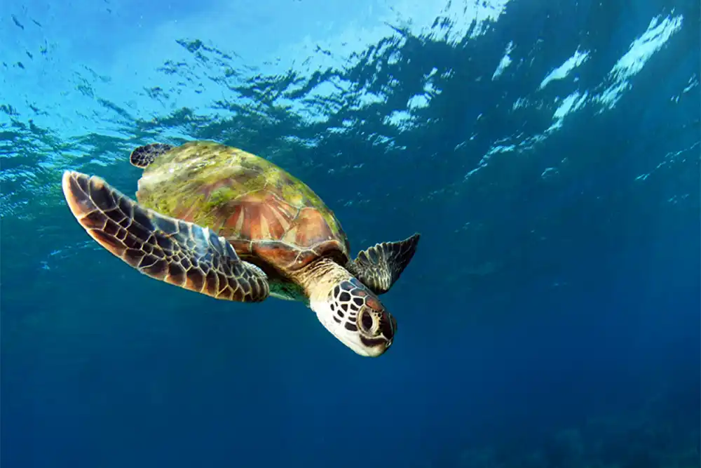 Hawksbill and Green Turtles