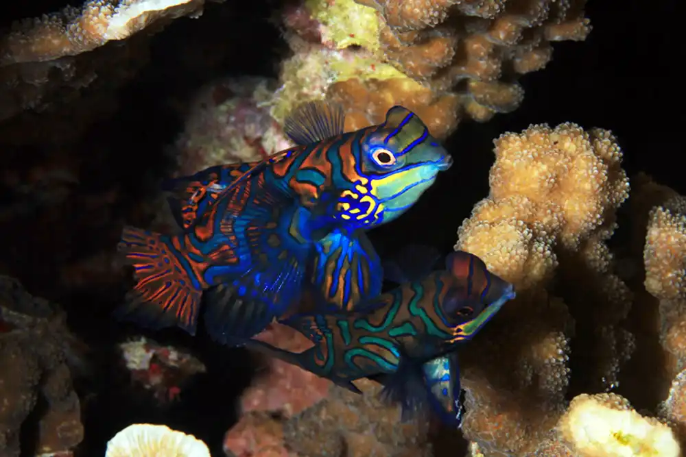 Mandarinfish