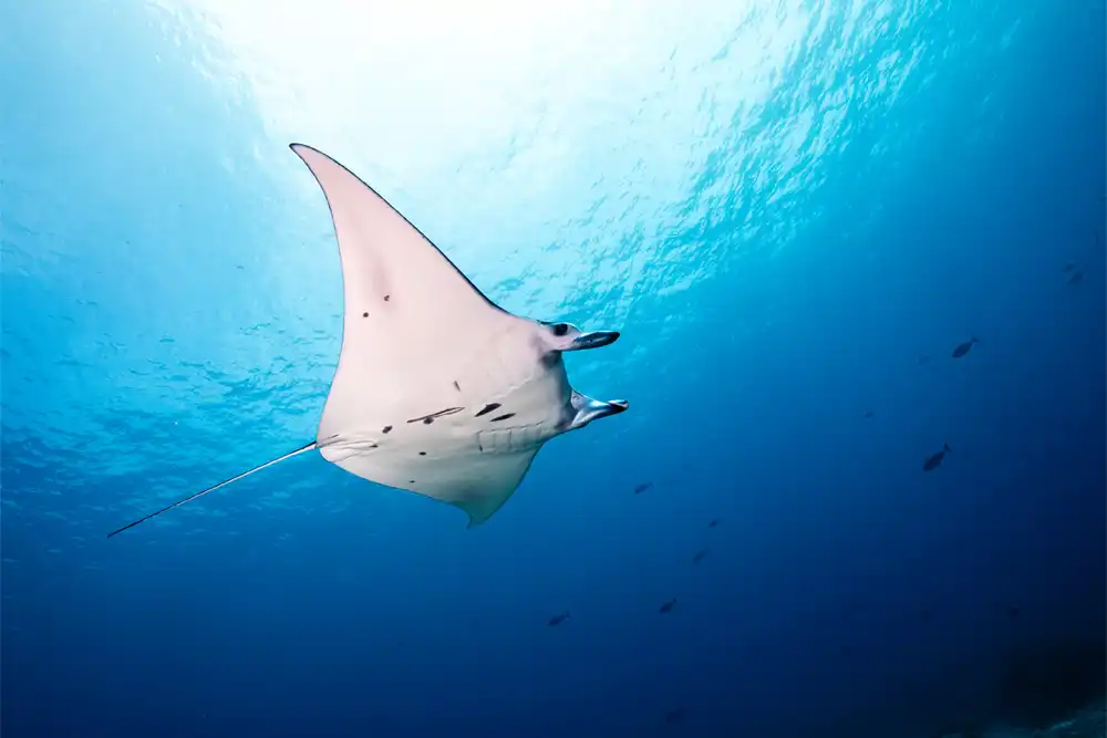 Manta Ray