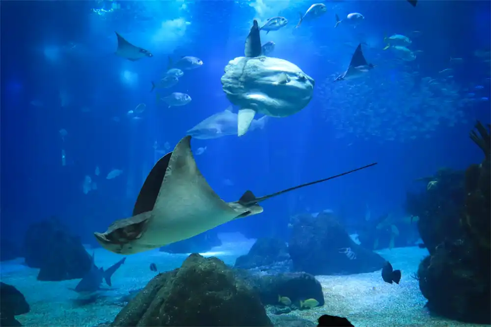Oceanic Sunfish