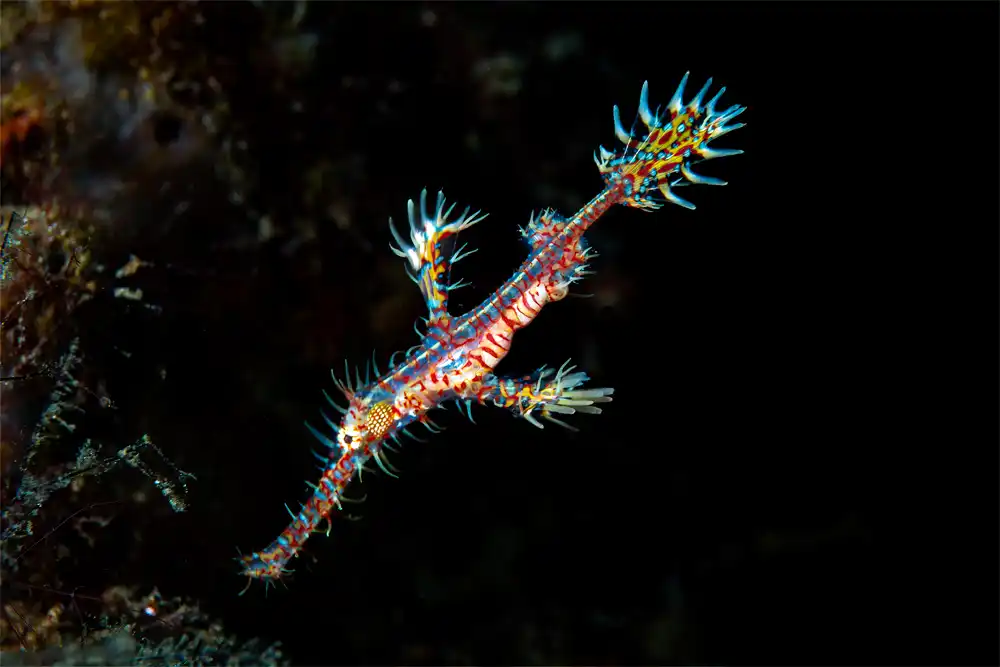Ornate Ghost Pipefish