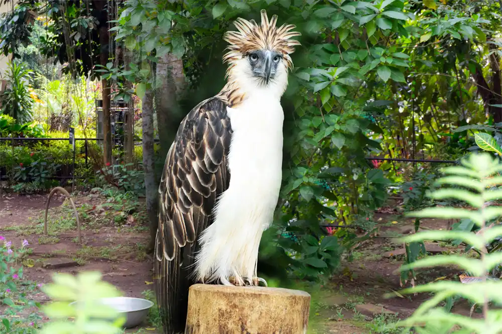 Philippine Eagle Center