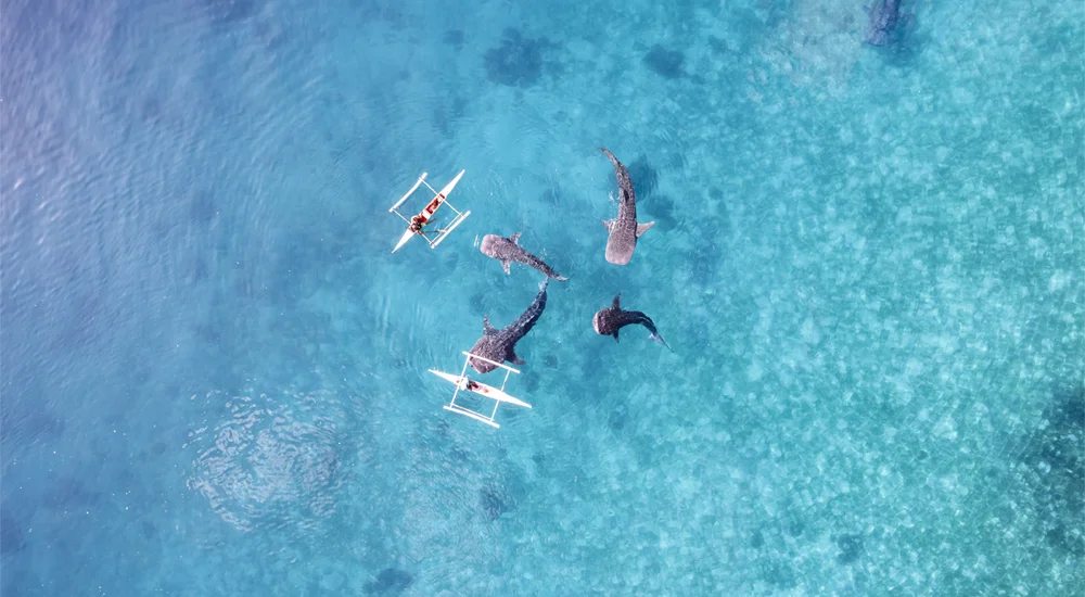 Philippines Wildlife