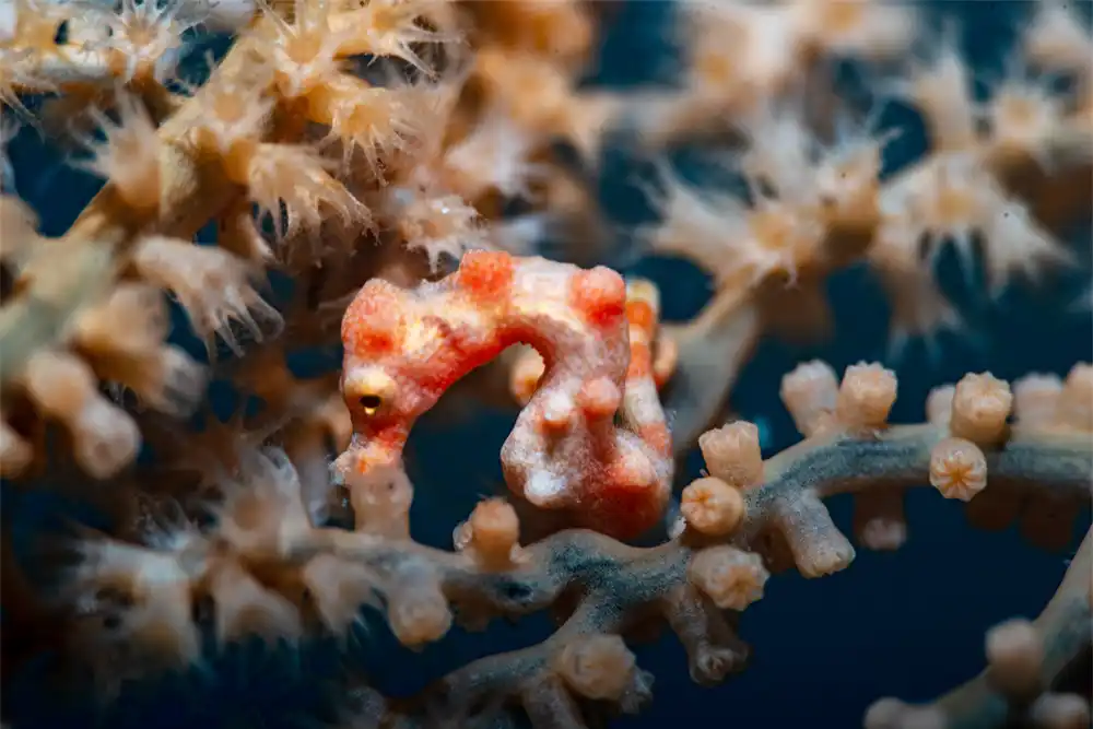 Pygmy Seahorse
