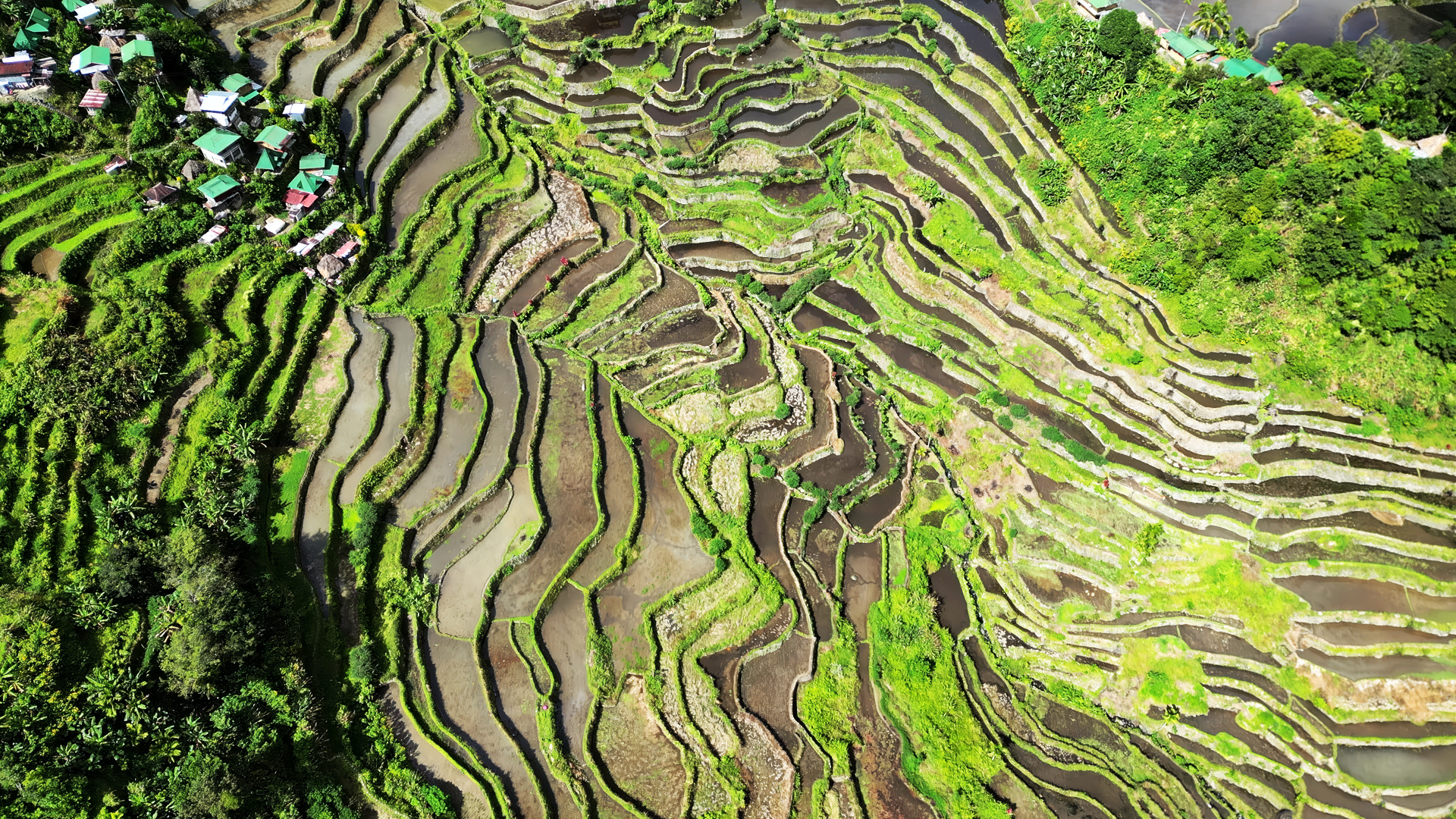 beauty of the rice terraces