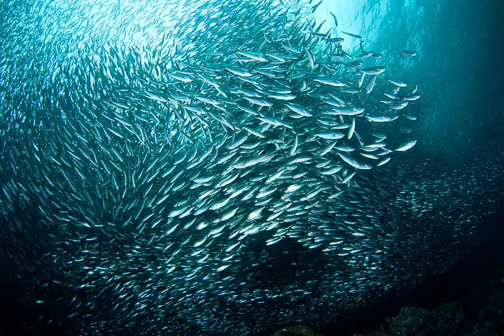 Sardinella Tawilis