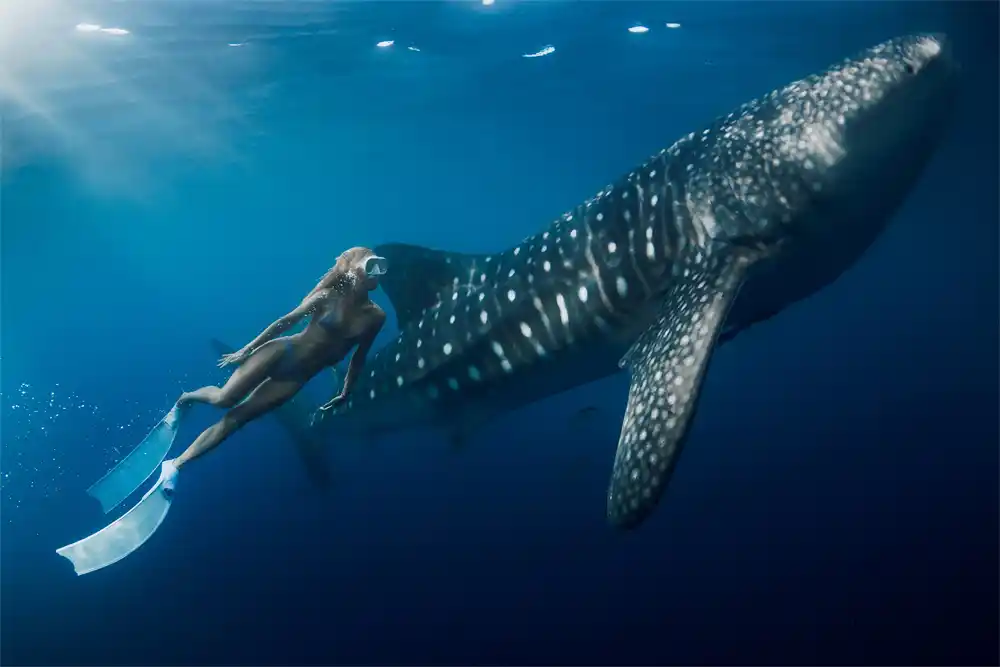 Swim with Whale Shark