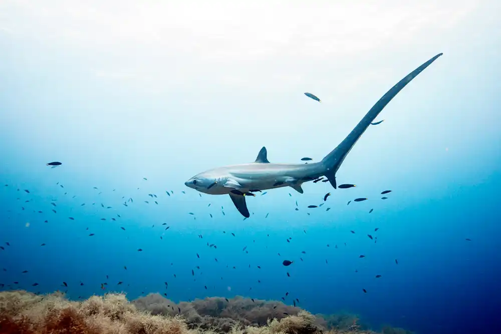 Thresher Shark