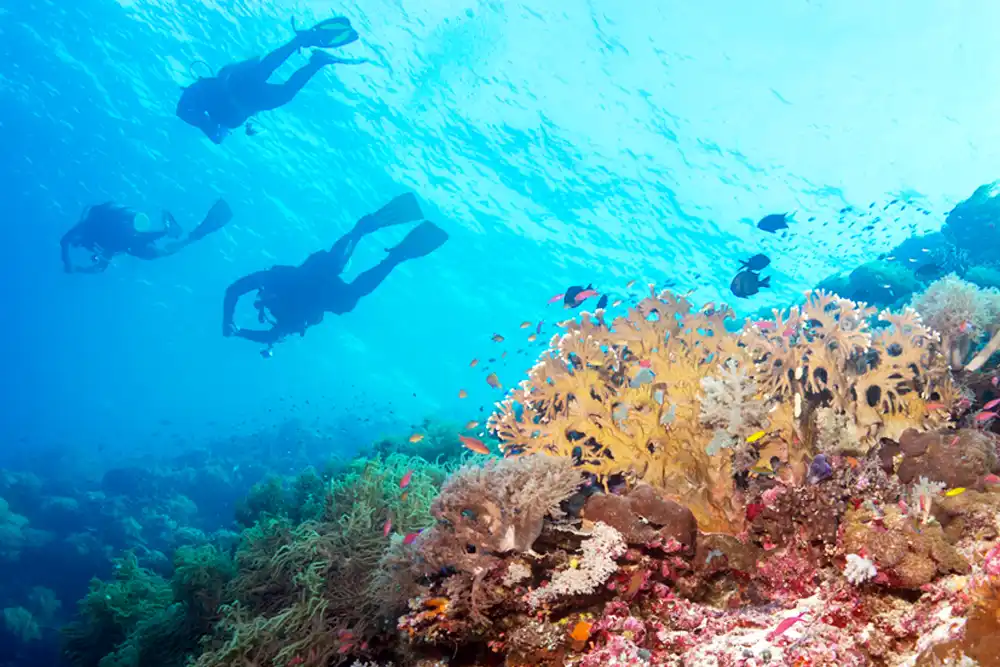 Tubbataha Reef