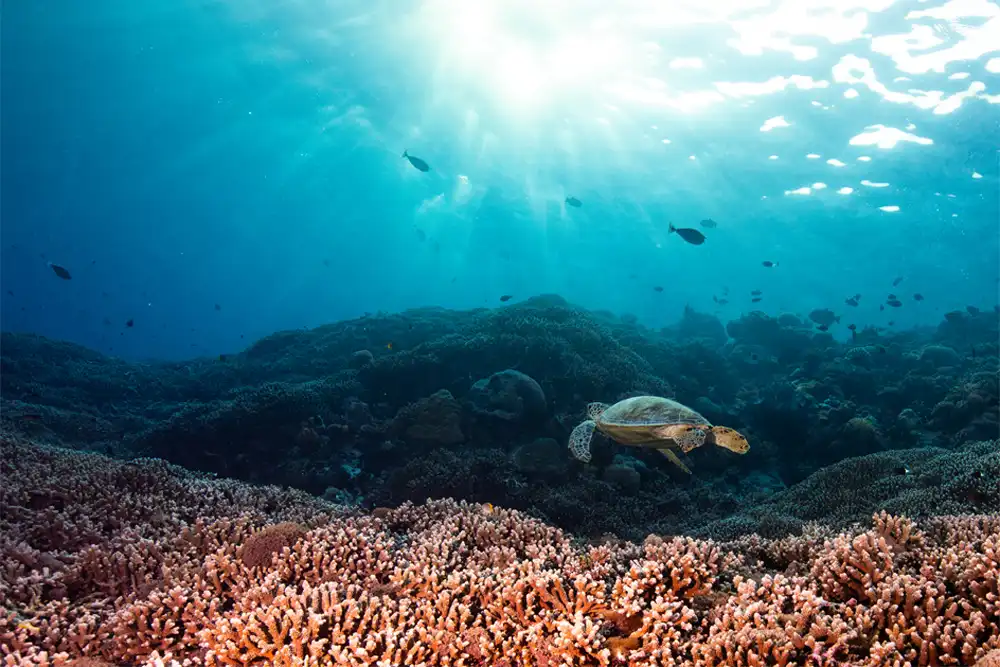 Tubbataha Reefs Natural Park