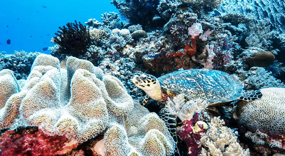 Tubbataha Reefs Natural Park