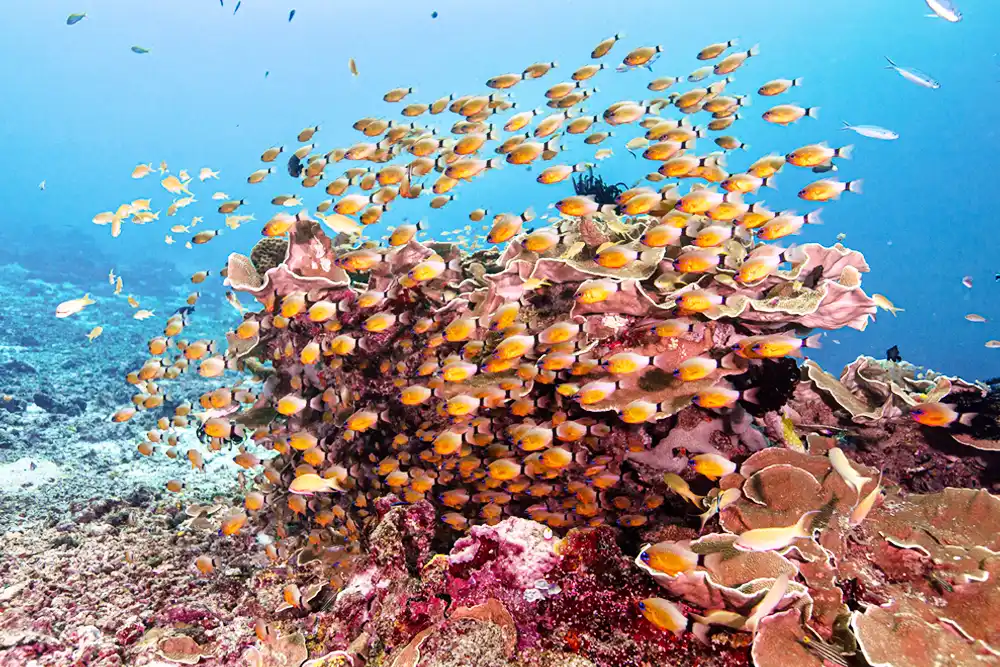 Tulapos Marine Sanctuary