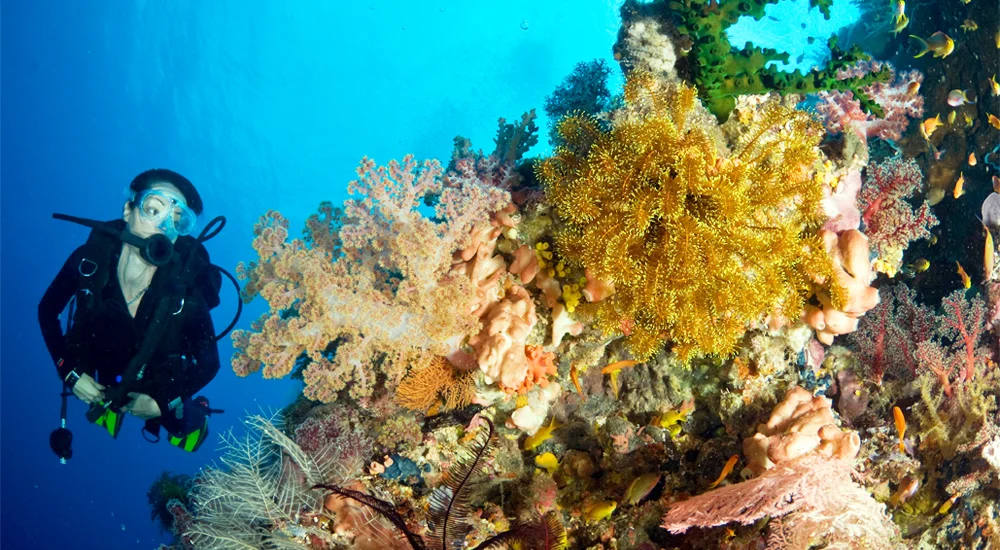 Underwater Wonders