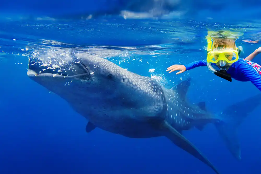 Whale Shark